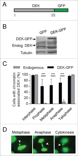 Figure 4. A DEK-GFP fusion protein is retained on mitotic chromosomes and associates with lagging chromosomes. (A) Schematic of the DEK-GFP fusion protein expressed from a pLentiLox vector backbone. GFP is fused to the C-terminus of the 375 amino acid protein DEK. (B) NIKS were transduced with DEK-GFP or empty control GFP vector and were sorted for GFP expression. DEK-GFP expression was confirmed by western blot analysis using a DEK antibody (BD Biosystems). (C) Quantification of interphase and mitotic cells with chromatin-associated DEK-GFP compared to control GFP protein using a GFP antibody for IF. (D) Mitotic defects were commonly observed in the DEK-GFP expressing NIKS by live cell imaging. Pictures were taken of the same cell in metaphase, anaphase and telophase. DEK-GFP remains bound to the DNA throughout mitosis and is detected on an anaphase bridge that results in a nuclear bud. Arrows point to improperly segregating chromosome(s).