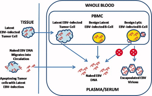 Figure 1.  Sources of EBV DNA in the peripheral blood of patients with lymphoma.