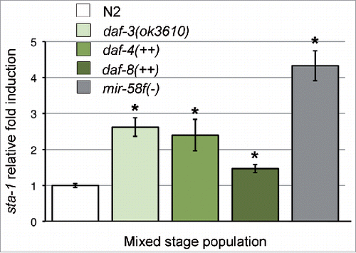 Figure 1. sta-1 mRNA levels are upregulated in the mir-58 family mutant and in worms with a constitutively active TGF-β Dauer pathway. mRNA levels of sta-1 were measured in mixed-staged populations of wild-type strain N2, the quadruple mutant mir-58f(−) (MT15563) and 3 additional strains with constitutively active TGF-β Dauer signaling: daf-3(ok3610) (RB2589), daf-4(++) (pwIs922), and daf-8(++) (DR2490). Measurements were carried out by quantitative Real-Time PCR with a specific TaqMan probe for sta-1. mRNA levels of mutant strains (color bars) were normalized to those of N2 (white bars). Each value represents the average from 4 independent biological replicates. Error bars indicate standard deviations. Significant statistical differences between each mutant and N2 are indicated as *(P < 0.001).