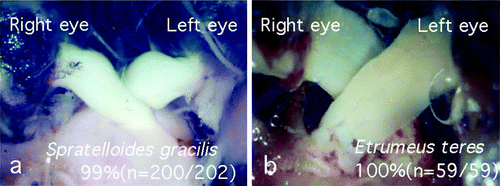 Figure 6.  The optic chiasm of Spratelloides gracilis showed opposite laterality to that of Etrumeus teres, although these species belong to the same order Clupeiformes and the same family Clupeidae. (a) Optic chiasm of S. gracilis; left optic nerve invariably ran dorsally to the right optic nerve at the decussation. (b) Optic chiasm of E. teres; right optic nerve always ran dorsally to the left optic nerve.