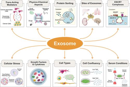 Figure 2 Effect of various factors on biogenesis of exosomes.