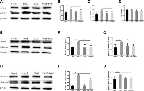 Figure 6 BOX5 alleviated PM2.5-induced HBSMC proliferation. HBSMCs were divided into PBS, PM2.5, BOX5, and PM2.5+BOX5 groups. (A–C) Western blot analysis showed that BOX5 downregulated PM2.5-induced increases in PCNA and α-SMA expression in HBSMCs. (D) The CCK8 assay showed that cell viability did not significantly change after 48 h of BOX5 (100 μM) treatment, but cell viability decreased after 200 μM and 300 μM BOX5 treatment. (E–G) Western blot analysis showed that BOX5 downregulated the PM2.5-induced increases in Wnt5a and β-Catenin expression in HBSMCs. (H–J) Western blot analysis showed that BOX5 downregulated the PM2.5-induced increases in PDGFRβ and tenascin C expression in HBSMCs. *P<0.05, **P<0.01, n=3.