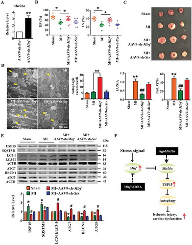 Figure 8. Silencing of 2810403D21Rik/Mirf alleviates myocardial injury and protects heart function in a mouse model of MI. (A) Upregulation of Mir26a in the hearts of WT mice after inhibition of 2810403D21Rik/Mirf. n = 6. **p < 0.01 vs. AAV9-sh-Scr. AAV9-sh-Scr, negative control of AAV9-sh-2810403D21Rik/Mirf. Silencing of 2810403D21Rik/Mirf by AAV9-sh-2810403D21Rik/Mirf improved heart function (B) (n = 11. *p < 0.05), reduced infarct size (C) (n = 5. **p < 0.01 vs. Sham; ##p < 0.01 vs. MI) in MI mice. Transmission electron microscopy (D) (n = 5. **p < 0.01) and western blot assay (E) (n = 6. *p < 0.05 vs. Sham; #p < 0.05 vs. MI) show the pro-autophagic effects of 2810403D21Rik/Mirf inhibition. The yellow arrows point to autophagic vesicles. AAV9-sh-Scr, negative control of AAV9-sh-2810403D21Rik/Mirf. (F) Proposed autophagic signaling mechanism for 2810403D21Rik/Mirf and Mir26a during MI. Cardiac stress inhibits expression of Mir26a by increasing the expression of 2810403D21Rik/Mirf and blocks autophagy, resulting in post-transcriptional de-repression of USP15 and leading to ischemic injury and cardiac dysfunction, respectively.