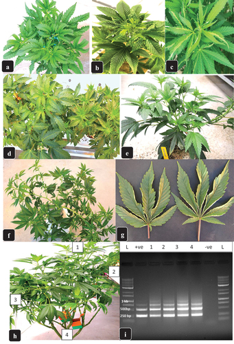 Fig. 1 Symptoms associated with Hop latent viroid infection on stock (mother) plants of cannabis. (a, b) curling of leaves at the top of the plant on the younger leaves. (c) mosaic and streaking on young developing leaves. (d) stunted growth of a diseased plant (right) compared to a healthy plant (left). (e, f) sideways (lateral) growth of bottom stems on a diseased plant. (g) inward curling of leaf margins on diseased plants. (h) three-month-old stock plant from which leaf samples were collected at various positions in the canopy, labelled 1–4. (i) RT-PCR gel based on samples of leaves from (h) showing multiple bands corresponding to HLVd. The positive control and negative control are shown. MW markers are indicated on the 1 kb ladder.