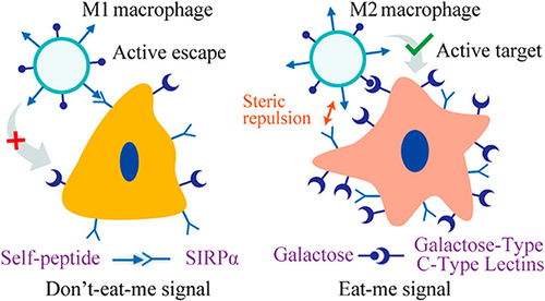 Figure 5 Enhancing precise recognition of M2 macrophages through combined Eat Me and Do not Eat Me signals. The interaction between the CD47 protein-derived Self peptide and the SIRPα protein on macrophage surfaces activates the Do not Eat Me signaling pathway, resulting in the inhibition of macrophage phagocytosis. Furthermore, the Do not Eat Me signal exhibits a tendency to suppress phagocytosis specifically in M1 macrophages. Conversely, the recognition of lactose by the highly expressed lactose receptor (MGL) on M2 macrophages triggers the Eat Me signal. The recognition between receptors and ligands shows selective range specificity, wherein the interaction between lactose and MGL indirectly creates spatial hindrance against the Self peptide-SIRPα protein interaction, consequently inhibiting the response of M2 macrophages to the Do not Eat Me signal. Reprinted from Tang Y, Tang Z, Li P et al. Precise delivery of nanomedicines to M2 macrophages by combining “eat me/don’t eat me” signals and its anticancer application. ACS Nano. 2021; 15(11): 18,100–18,112. Copyright 2021, with permission from ACS publications.Citation105