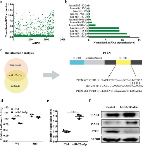 Figure 4. hUC-MSCs-sEVs activated the PTEN/AKT signalling pathway by delivering miR-23a-3p. (a) Normalized miRNA expression levels measured by miRNA microarray. (b) Normalized chondrogenesis-related miRNA expression levels and gene expression level of miR-23a-3p. (c) The potential target sequences of miR-23a-3p were predicted by bioinformatic analysis. (d) 293 T cells were transfected with luciferase reporter plasmids WT or MUT 3ʹ-UTR of PTEN and miR-23a-3p, luciferase activity was detected by Dual-Luciferase Reporter Assay System. Data were presented as mean ± SD of three number of replicates. **P < 0.01. (e) Chondrocytes were transfected miR-23a-3p for 24 h, then the expression of miR-23a-3p in chondrocytes was measured by qPCR. Data were presented as mean ± SD of three number of replicates. t-test was applied to each group in order to compare mean beta values. ***P < 0.001. (f) The protein levels of AKT, P-AKT, PTEN in chondrocytes were quantified using western blotting.