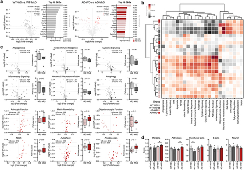 Figure 8. Mediterranean-ketogenic diet, versus standard Western-style diet, distinctly modulates the transcriptional arrays in hippocampus in APP/PS1 mice (a) volcano plots showing differentially expressed genes (DEGs) (log2 fold-change), and top 15 DEGs most significantly changed by diet. (b) Heatmap based on the pathway score of each sample for 23 neuroinflammation-associated pathways. The dendrogram was generated using hierarchical clustering results with the complete linkage method, based on Euclidean distance. (c) Volcano plots showing differentially expressed pathway associated DEGs and bar graphs of pathway signature scores of samples for top six differentially expressed pathways in WT and AD group respectively. (d) Predicted cell type abundance. Differences in pathway score and cell type were between WT-WD and WT-MkD and AD-WD, as well as AD-MkD were assessed with Mann–Whitney U test. n=6 per group. #p<0.1; *p<0.05. WT: wild-type; AD: Alzheimer’s disease (APP/PS1 transgenic) mice; MkD: Mediterranean-ketogenic diet; WD: Western-style diet.