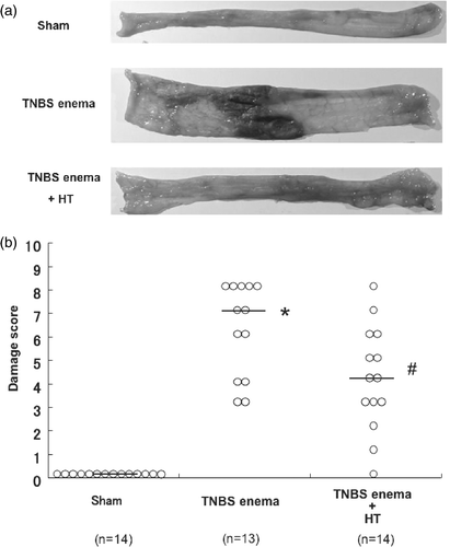 Figure 3. Macroscopic findings of colonic mucosa in TNBS-induced rat colitis. Rats were given a single enema of TNBS (30 mg in 50% ethanol/rat) and were treated in a water bath maintained at 42°C for 20 min (Hyperthermia; HT) after TNBS administration as described in detail in ‘Materials and methods’. (a) The macroscopic changes of the luminal side of the distal colon were observed 6 days after the enema of TNBS. (b) Effect of HT on the damage score 6 days after the enema of TNBS. *Values are the means ±SEM of 6–8 mice. p < 0.01 vs. sham, #p < 0.05 vs. TNBS enema.