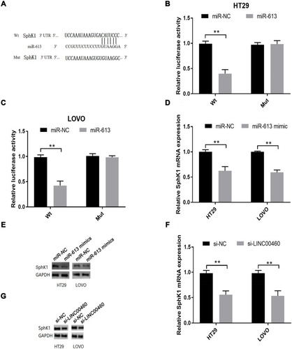 Figure 5 SphK1 is targeted by miR-613 in HT29 and LOVO cells. (A) Putative miR-613 binding sequences in the 3ʹ-UTR of SphK1 and the reporter constructs showing the wild type (Wt) SphK1 3ʹ-UTR sequence and the mutant (Mut) SphK1 3ʹ-UTR sequence. (B and C) miR-613 mimics transfection suppressed the luciferase activity of the Wt but not the MUT SphK1 3ʹ-UTR reporter in HT29 and LOVO cells. (D) qRT-PCR analysis and (E) Western blot analysis of SphK1 mRNA and protein expression levels in HT29 and LOVO cells after miR-NC or miR-613 mimics transfection. (F) qRT-PCR analysis and (G) Western blot analysis of SphK1 mRNA and protein expression levels in HT29 and LOVO cells after si-NC or si-LINC00460 transfection. **p < 0.01.