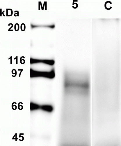 Figure 4.  Detection of rR7 antigen in TrP/R7 No. 5 by western blotting. Anti-2GS antibody was used for detection. M, molecular marker; 5, purified TrP/R7 No. 5 leaf extracts; C, non-transgenic potato extract (purification process was performed using the same method as for TrP/R7 No. 5).