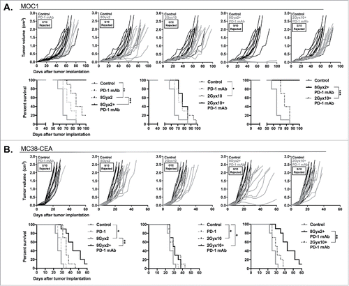 Figure 6. 8Gyx2 plus PD-1 mAb but not 2Gyx10 IR plus PD-1 mAb controls primary tumor growth and enhances survival. MOC1 (A) or MC38-CEA (B) tumors (n = 10 mice/group) were engrafted and treated with either 8Gyx2 or 2Gyx10 IR with or without PD-1 mAb (200 μg/injection, twice weekly × 3 weeks). IR and PD-1 mAb treatments were started concurrently on day 10. Individual tumor growth curves (top panels) and survival (bottom panels) are shown. Results shown are from one of two independent experiments with similar results. *, p < 0.05; **, p < 0.01; ***, p < 0.001 (log-rank test).