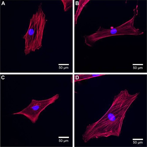 Figure 3 Immunofluorescence images of cytoskeletal organization of rMSCs stained with phalloidin for F-actin (red) and with PI for nuclei (blue).Notes: (A) Cells incubated with culture medium were used as the control group. (B) Cells were pretreated with cytochalasin D for 30 minutes and then incubated (C) without and (D) with G/SWCNT hybrids at a concentration of 10 pg/mL for 24 hours. Scale bar =50 µm.Abbreviations: G/SWCNT, graphene/single-walled carbon nanotube; PI, propidium iodide; rMSCs, rat mesenchymal stein cells.