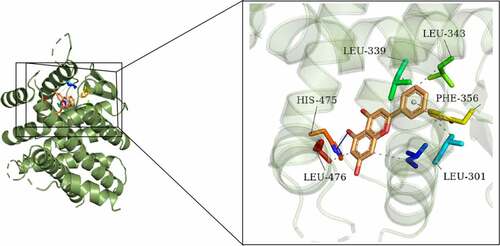 Figure 6. Molecular docking diagram. Chrysin was verified to be docked with ERβ. In the activate site of LEU-339, LEU-343, HIS-475, PHE-356, LEU-476 and LEU-301 bonds with chrysin.