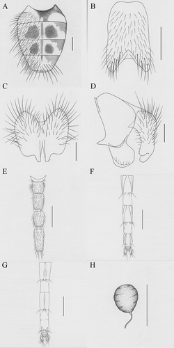 Figure 8. Helina shii Xue, sp. nov. (A) Male, abdomen in dorsal view; (B) male, sternite 5 in ventral view; (C) male, cerci in posterior view; (D) male, terminalia in profile; (E) female, sternites 1–5 in ventral view; (F) female, ovipositor in dorsal view; (G) female, ovipositor in ventral view; (H) female, spermatheca. Scale bars: A, E–G, 1 mm; B, 0.5 mm; C, D, H, 0.2 mm.