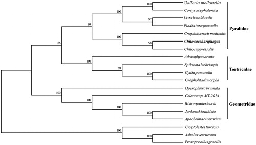 Figure 1. The ML, the phylogenetic tree of the Proceras venosatum and related families based on genome sequence. Numbers labeled beside the node are bootstrap support values. Proceras venosatum and Chilo suppressalis were the most similar.