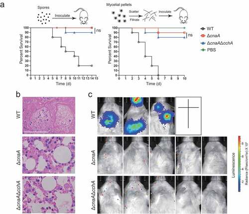 Figure 5. Deletion of cchA in the ΔcnaA mutant did not restore the virulence in a mouse infection model