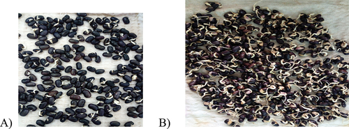 Figure 2. Germinated common bean seeds for 24hrs (2A) and Germinated beans for 48hrs (2B).