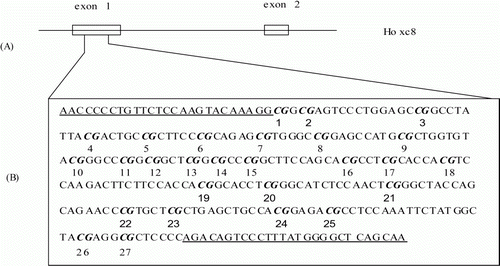 Figure 3.  The schematic diagram of HOXC-8 and the region amplified by Bisulphite-PCR. (A) The schematic diagram of the HOXC-8 gene of Mongolian sheep. (B) A 293 bp region in exon-1 of the HOXC-8 gene amplified by Bisulphite-PCRs. The CpG sites in exon-1 of the HOXC-8 gene of Mongolian sheep (GenBank Accession No. EU817489) are marked in italics and numbered. The primer is underlined.