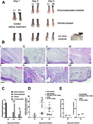 Figure 4. Pathology of the In vivo efficacy experiment. The experimental procedure was shown in Figure 3A. (A) Gross examination and (B) histopathology by H & E staining of the (i–vi) Lt footpad tissues under the following conditions; (i) CHIKV-infection before treatment (day 1), (ii) no infection control (day 3.5), (iii) 8-bromobaicalein (day 2), and (iv) vehicle-treated (day 2), (v) 8-bromobaicalein (day 3.5), and (vi) vehicle-treated (day 3.5). The Rt footpad tissues were shown in (vii) 8-bromobaicalein (day 3.5), and (viii) vehicle-treated (day 3.5). The slice thickness was 0.3 mm, stained by H&E, and the scale bar (100 µm) was indicated. (C) Histopathological scores, (D) CHIKV RNA level in tissue samples were demonstrated in before treatment (day 1), 8-bromobaicalein-treated (day 2–3.5), and vehicle-treated (day 2–3.5) groups. PO represented per oral, and BID represented twice a day administration, respectively. (E) ALT and Cr levels of drug-treated, and vehicle-treated groups (day 3.5) were evaluated for potential hepatorenal toxicity. An unpaired t-test was used and ** indicated a significant difference at p < 0.01.