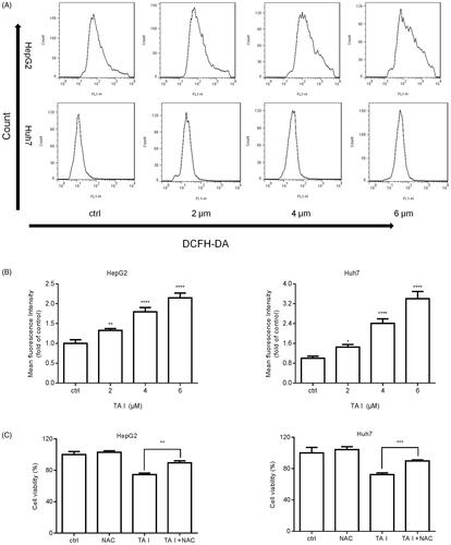 Figure 5. TA I promotes apoptosis in HepG2 and Huh7 cells via ROS production. (A) HepG2 and Huh7 cells were treated with TA I (0, 2, 4, and 6 μM) for 12 h, and ROS levels were detected by flow cytometry. (B) Bar graphs show the quantification of ROS levels in HepG2 and Huh7 cells. (C) HepG2 and Huh7 cells were pre-treated with NAC (4 mM) for 1 h, and then incubated with TA I (4 µM) for 24 h. Cell viability was examined by CCK-8 assay. *p < .05, **p < .01, ***p < .001, ****p < .0001. TA: tanshinone; ROS: reactive oxygen species; NAC: N-acetyl-cysteine; CCK-8: cell counting Kit-8.