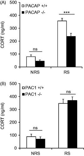 Figure 1. Effects of PACAP (A) and PAC1 (B) deficiency on CORT elevation after ARS in mouse. CORT was sampled from the tail, after 3 h restraint in PACAP- and PAC1-deficient mice and wild-type male mice. ARS significantly decreases CORT levels in PACAP-deficient mice (***p < 0.001), but has no effect on CORT in PAC1-deficient mice (ns, not significant). Results are expressed as mean ± SEM (n = 9–11 per group). NRS, without restraint stress control; RS, with restraint stress.