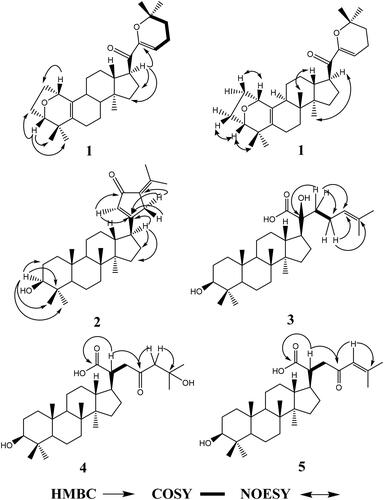 Figure 2. HMBC, COSY and NOESY correlations of compounds 1–5.