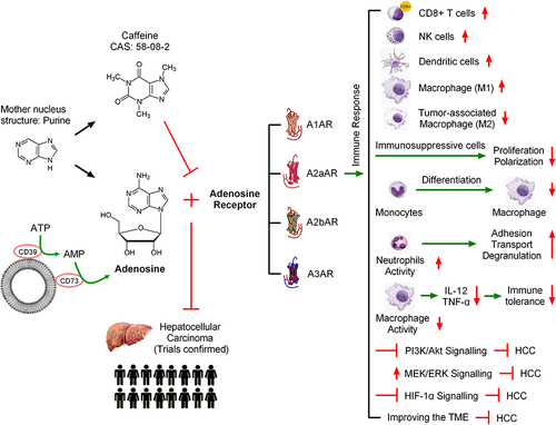 Figure 1 Caffeine protects the liver by inhibiting the binding of adenosine and adenosine receptor (ARs). In inflammatory and damaged tissues such as during cancer, extracellular adenosine concentrations can increase and accumulate to induce immune responses and promote tumor progression. Inhibiting adenosine and AR binding in inflammatory or cancer tissues increases the levels of various immune cells. However, inhibition of adenosine increases the activity of neutrophils, thereby increasing the adhesion, transport, and degranulation of neutrophils. Caffeine inhibits the growth of tumor cells by regulating the immune microenvironment.