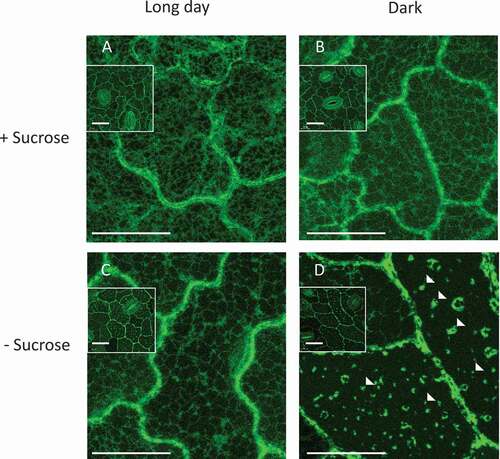 Figure 1. StVPE1-GFP localizes in puncta in potato leaf cells under carbon starvation. (A) Transgenic potato plants overexpressing StVPE1-GFP were grown for 7 d at 25°C in culture medium supplemented with sucrose (+Sucrose) under long day (16 h light) conditions. (B) As in (A) but plants were grown in the dark. (C) As in (A) but culture medium did not contain sucrose (-Sucrose). (D) As in (C) but plants were grown in the dark. Inset in each picture represents zoomed-out picture of the epidermal tissue, showing the stomata location. Arrowheads indicate StVPE1-GFP puncta formed under carbon starvation and dark conditions. Bar: 20 µm