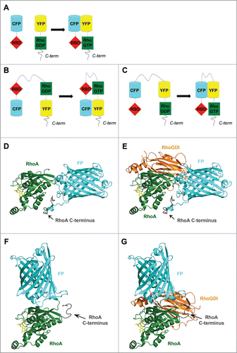 Figure 3. The structure of RhoGTPase FRET biosensors. Schematic representation of (A) an intermolecular FRET probe and (B and C) intramolecular FRET probes based on (B) Yoshizaki et al.Citation62 and (C) Pertz et al.Citation63 (D–G) The insertion of a fluorescent protein (FP) in the RhoA G domain may lead to mislocalization of the RhoA C-terminus and may impair binding of interaction partners such as RhoGDI. Homology model, calculated using the Phyre2 protein structure prediction server,Citation79 of RhoA-(1–180 aa)-FP-RhoA-C-terminus-(181–193 aa) alone (D) and in complex with RhoGDI (E) as well as of FP-RhoA-(1–193 aa) alone (F) and in complex with RhoGDI (G). Models are based on the structure of RhoA-GDP (PDB ID: 1FTN)Citation75 and GFP (PDB ID: 1H6R)Citation80 as top-scoring prediction events. Position of RhoGDI and GDP (from the complex Rac1-GDP-RhoGDI, PDB ID: 1HH4)Citation81 was obtained through the overlay of Rac1 and RhoA. GDP in yellow sticks; RhoA in green; FP in cyan, GDI in orange. Figures were prepared using PyMol.