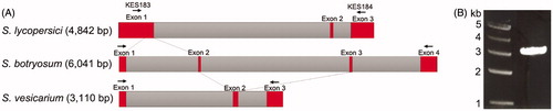 Figure 3. Stemphylium cytochrome b gene. (A) Structural organization of the three Stemphylium cytochrome b genes and (B) cytb amplicon of 3 kb from KNU1709YG using primer set KES183 and KES184.