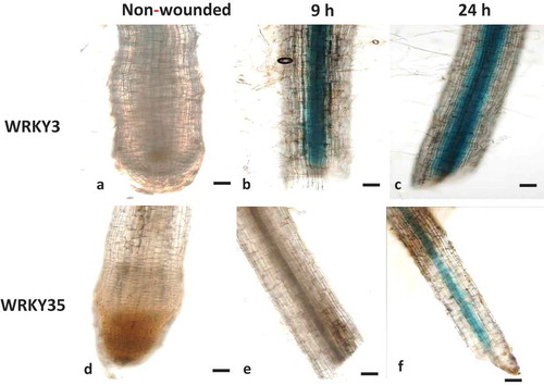 Figure 3. Wounding-induced differential expression of WRKY3 and WRKY35 promoter. (a) Intact WRKY3:GUS root line. WRKY3:GUS root line 9 h (b) and 24 h (c) after wounding. (d) Intact WRKY35:GUS root line. WRKY35:GUS root line 9 h (e) and 24 h (f) after wounding. Bars, 100 μm.