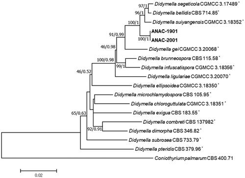 Figure 1. A phylogenetic tree generated from the neighbor-joining analysis with maximum composite likelihood model based on a concatenated alignment of partial large subunit nuclear ribosomal DNA, internal transcribed spacer regions 1 and 2 including 5.8S nrDNA, β-tubulin, and RNA polymerase II second largest subunit sequences of two isolates (ANAC-1901 and ANAC-2001) of Didymella acutilobae sp. nov. and relevant Didymella spp. Bootstrap values (BS) and posterior probabilities (PP) are given at nodes (BS/PP). The bar represents the number of nucleotide substitutions per site. The phylogenetic tree was rooted to Coniothyrium palmarum (CBS 400.71). *The reference strains.