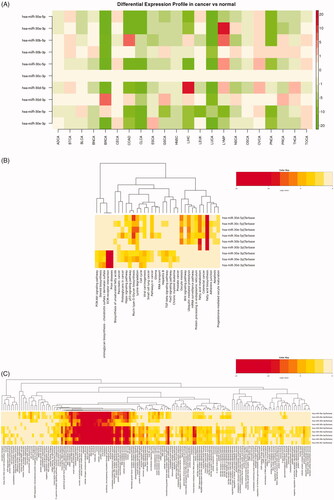 Figure 2. Expression profiles of miR-30 family in TCGA tumour samples and GO-term enrichment analysis of its target genes by mirPath3. (A) Heatmap results of differential expression patterns of miR-30 family in TCGA (tumour vs normal) samples. Green and red indicate downregulated and upregulated miRNA expression in the corresponding datasets, respectively. (B) Heatmap of KEGG pathways enriched in miR-30 family target genes. (C) Heatmap of GO BP/CC/MF analysis of miR-30 family target genes.