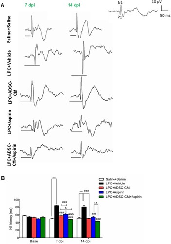 Figure 2 Effect of ADSCs-CM and aspirin on conductivity of visual signals. (A) Sample traces of VEP waves in experimental groups. Scale bar: voltage: 10 µV, time: 50 ms. (B) Quantification of VEP data indicated that co-administration of ADSCs-CM and aspirin improved the functional recovery of optic pathway. Two-way ANOVA followed by Bonferroni post-test were used for statistical analysis. **P<0.01 and ***P<0.001 compared to the saline + saline; P<0.001 compared to the LPC + vehicle; &&P<0.01 and &&&P<0.001 compared to the LPC + aspirin and $P<0.05 compared to the LPC + ADSCs-CM. n=6.