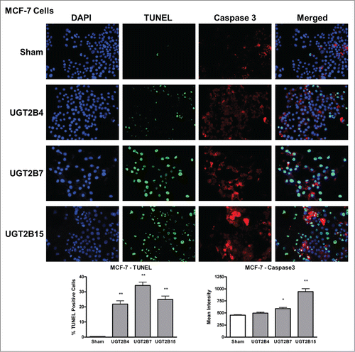 Figure 4. TUNEL and caspase-3 immunohistochemistry in MCF-7 cells transfected with UGT2B4, 2B7, and 2B15. Cells were transfected with the indicated UGT2B expression plasmid or Lipofectamine 2000 alone as a sham control. Forty-eight hours after transfection, TUNEL and activated caspase-3 assays were performed as described in Methods and visualized by fluorescence microscopy using 200 x magnification. Nuclei were visualized by DAPI stain. For quantification, 10 independent fields were analyzed. Bar graphs depict the average quantification of imaged fluorescence signals from TUNEL and caspase-3-positive cells and vertical lines indicate SEM, n=4. Transfection were compared against the sham control for statistical significance; *= p < 0.05; **=p < 0.01.