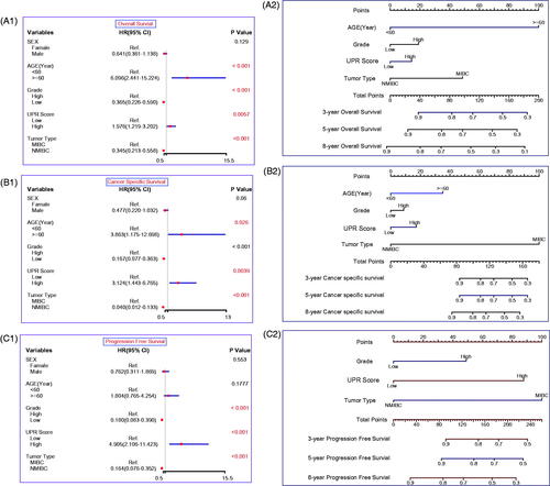 Figure 6. Construction of the prognostic models. Univariate Cox regression analysis for OS (A1), CSS (B1) and PFS (C1). Nomograms for OS (A2), CSS (B2) and PFS (C2). Nomogram total points (OS) = Age (<60 years, score 0; ≧60 years, score 1) × 100 + Grade (Low grade, score 0; High grade, score 1)×19 + UPR score (Low UPR score, score 0; High UPR score, score 1) × 14 + Tumour type (NMIBC, score 0; MIBC, score 1) × 49; Nomogram total points (CSS) = Age × 35 + Grade × 9 + UPR score × 17 + Tumour type × 100; Nomogram total points (PFS) = Grade × 49 + UPR score × 88 + Tumour type × 100.