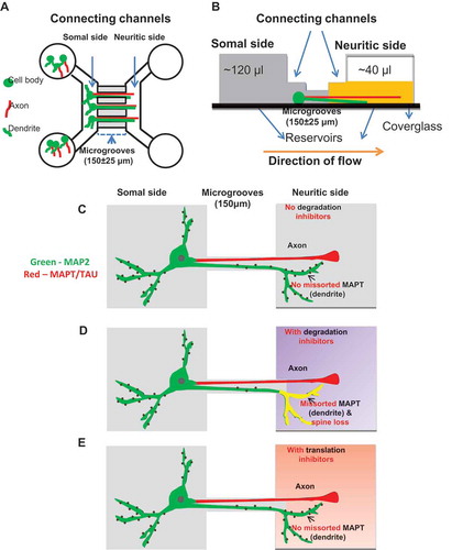 Figure 2. Separation of dendrites and axons from soma using microfluidic chambers (MFC). (a) Diagram of an MFC showing the somal (left) and neuritic sides (right) connected by microgrooves with a length of 150 ± 25 µm and a width of 10 µm. The somal side contains cell bodies, dendrites (green) and axons (red). The neuritic side contains only axons and dendrites. The microgrooves do not allow the entry of the cell bodies so that only the neurites can pass through from the somal to the neuritic side. (b) Schematic of the side view of an MFC showing fluidic isolation. The somal side is shaded in dark gray and the neuritic side in yellow. Fluidic isolation is achieved by removing a small volume of medium (~ 80 µl) from the neuritic side, generating a flow of liquid from the somal to the neuritic side (orange arrow). This prevents back diffusion of molecules from the neuritic to the somal side. (c-e) Schematics of the treatments and its effects in a neuron cultured in an MFC. In the absence of protein degradation inhibitors of autophagy and the proteasome, MAPT (red) sorts mainly into the axons and MAP2 (green) into the somatodendritic compartment (c). When protein degradation inhibitors are applied on the neuritic side, there is an increased fraction of dendrites on the neuritic side with MAPT accumulation (yellow) accompanied by loss of spines (d). In the presence of translation inhibitors on the neuritic side, no MAPT missorting into the dendrites is observed (e).