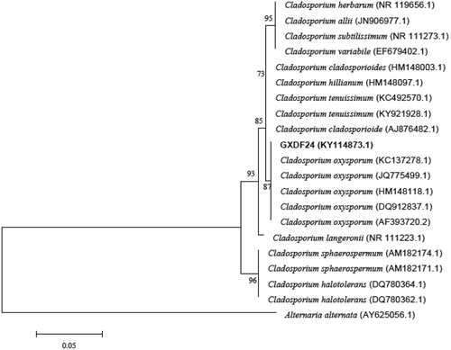 Fig. 3 (Colour online) Phylogenetic tree constructed with ITS sequences of isolate GXDF24 and 19 species of Cladosporium, with Alternaria alternata as the out-group taxon. Bootstrap values resulting from 1000 replicates are shown at the branch points.