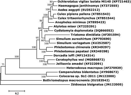 Figure 1. Molecular phylogeny of C. wui and other blood sucking insect species based on the complete mitochondrial genome. The complete mitochondrial genome was downloaded from GenBank and the phylogenic tree was constructed by maximum likelihood method with 1000 bootstrap replicates.