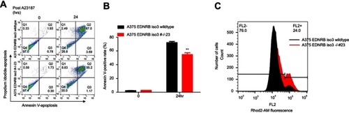 Figure S2 Depletion of EDNRB isoform 3 confers resistance to A23187. (A) Apoptosis was analyzed by flow cytometry after annexin V and propidium iodide staining. Cells were incubated with and without A23187 (10 µM) for 24 hrs. (B) Total apoptosis is the sum of the percentage of annexin V only and annexin V/propidium iodide stained cells. Data represent as mean±SD from three independent experiments. **p<0.01. (C) Representative flow cytometry histograms indicating Rhod2-AM staining signals of EDNRB isoform 3-depleted and control A375 cells after treated with 10 µM A23187 for 24 hrs. Rhod2 fluorescence intensity was monitored by flow cytometry.