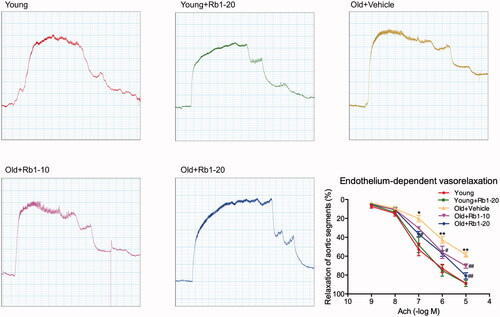 Figure 2. Rb1 treatment attenuated age-associated endothelium-dependent vasorelaxation impairment in thoracic aorta vascular rings. Figures showing the analysis results. The data are expressed as the mean ± SD. *p < 0.05, **p < 0.01 vs. the Young group; #p < 0.05, ##p < 0.01 vs. the Old + Vehicle group.