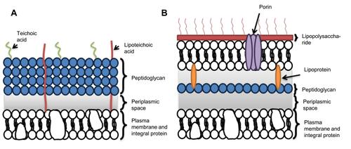 Figure 4 Structure of (A) Gram-positive and (B) Gram-negative bacteria.