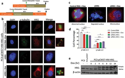 Figure 7. HN1 expression rescue by Tet-ON inducible expression system and its effect on γ-tubulin foci number and nuclear morphology: (a) Experimental design for centrosome duplication assay. (b) PC-3 cells stably transduced with pCW57-HM-HN1 particles and selected by 2 µg/ml puromycin were plated in 6-well plates and given scrRNA or siHN1 and induced with doxycycline (1 µg/ml) for HN1 expression. After cell fixation in methanol, cells were stained with anti-HN1 and anti-γ-tubulin antibodies as primary antibodies and Alexa Fluor-488 (green) and Alexa Fluor-594 (red) as secondary antibodies and counterstained with DAPI (0.25 µg/ml). (c) Phenotypically abnormal nuclei arising as a result of altered HN1 expression in prostate cancer cells are highlighted. (d) The statistical analysis of the observations from the HN1 restored expression is shown where n ≥ 100; *P < 0.05, **P < 0.01 and ***P < 0.001. When induced with doxycycline HN1 overexpression leads to a higher population of cells with γ-tubulin ≥ 3 (**), while silencing HN1 also converges to a similar but more significant result (***). When HN1 expression is restored in HN1 depleted cells, the population of cells with γ- tubulin ≥ 3 also increased. However, most of the cells showed clustered centrosomes as seen in (B). (e) The inducible expression of HN1 was validated by western blotting using HN1 antibody showing distinct ectopic bands and native expression of HN1 in stable PC-3 cells given doxycycline for indicated periods