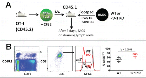 Figure 2. PD-1 deficient DCs augment antigen-specific T cell proliferation. (A) Enhanced antigen-specific T cell proliferation induced by PD-1-deficient DCs. BMDCs (WT or PD-1 KO) were pre-pulsed with or without 1 μg OVA peptide (SIINFEKL) in medium containing 10 μg/mL Poly I:C for 4 h and washed twice with PBS before injecting them in the presence of 50 μg Poly I:C into the footpads of WT CD45.1 recipient mice. CD8+ OT-I T cells (CD45.2 background) were labeled with CFSE and adoptively transferred by intravenous injection into recipient mice. (B) Three days post transfer, proliferation of antigen-specific OT-I T cells in draining popliteal lymph nodes was calculated by analyzing the dilution of CFSE by flow cytometry. OT-I T cells were gated on CD45.2+, DAPI-, CD3ϵ+, and CD8α+ cell populations derived from draining popliteal lymph nodes in individual recipient mice. Quantification of proliferation of antigen-specific OT-I T cells was determined from the percentage of CFSElow OT-I T cells. *p = 0.0052, unpaired t-test, N = 5, data was pooled from two independent experiments.