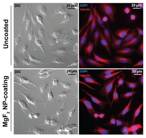 Figure 6 Biocompatibility of MgF2 NP-coated catheters. Left column: DIC imaging of HeLa cells grown on uncoated and MgF2 NP-coated catheters for 24 hours. Right column: Fluorescence microscopy overlay of the DNA (blue) and β-tubulin (red) of the same cells imaged by DIC.Abbreviations: DIC, differential interference contrast; NP, nanoparticle.