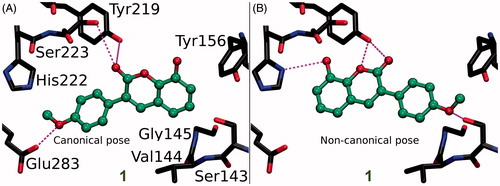 Figure 4. The canonical vs. non-canonical binding mode of compound 1. (A) The “canonical” binding mode at the HSD1 active site, likely adopted by the other 3-phenylcoumarin analogues (Figure 3), is not suggested for compound 1 based on the docking-based SAR analysis; (B) instead, an alternative “non-canonical” pose is proposed for this potent inhibitor. Note that the His222 side chain is set delta protonated to facilitate H-bonding with the analogue’s R3-hydroxyl. See Figure 3 for further details.