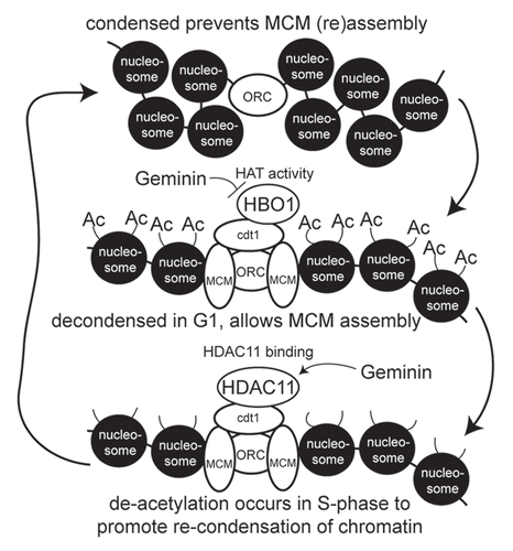 Figure 6 Model for replication licensing regulation via chromatin accessibility influenced by Cdt1, HBO1, HDAC11 and Geminin. See text for descriptions.