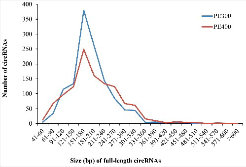Figure 2. The size distribution of rice full-length circRNAs identified by circseq_cup in 2 libraries with different insertion sizes. PE300 and PE400 refer to the paired-end RNA-Seq libraries with a 300-nt and 400-nt insertion size, respectively.