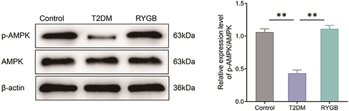 Figure 4 RYGB activates AMPK signals in the arcuate nucleus of T2DM rats. The protein expression levels of p-AMPK and AMPK in the arcuate nucleus of rats in each group were detected by Western blot. **P < 0.01.