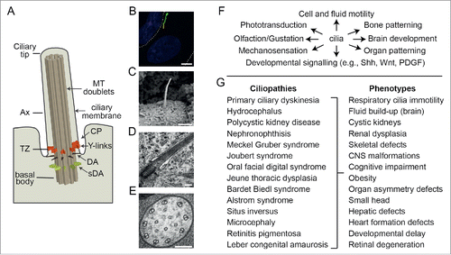 Figure 1. Overview of cilium structure, function and disease associations. (A) Schematic of cilium structure. TZ; transition zone, Ax; axoneme, DA; distal appendages, sDA; subdistal appendages; MT; microtubules, CP; ciliary pocket. (B) Epifluorescence image of a hTERT-RPE1 cell expressing an ARL13B-GFP reporter that stains the ciliary membrane (green). Nucleus stained blue (DAPI). Dotted line denotes the plasma membrane. Scale bar; 5 μm. (C) SEM image of a kidney epithelial cell cilium. Image provided by K. Phelps (Electron Microscopy Unit, UT Southwestern Medical Center). Scale bar; 1 μm. (D) TEM image of the proximal end of a primary cilium on a hTERT-RPE1 cell. Scale bar; 200 nm. (E) TEM cross section of a C. elegans sensory cilium showing the 9 doublet microtubules (plus additional inner singlet microtubules). Scale bar; 100 nm. (F) Selection of ciliary-based functions. (G) Ciliopathies and associated phenotypes.